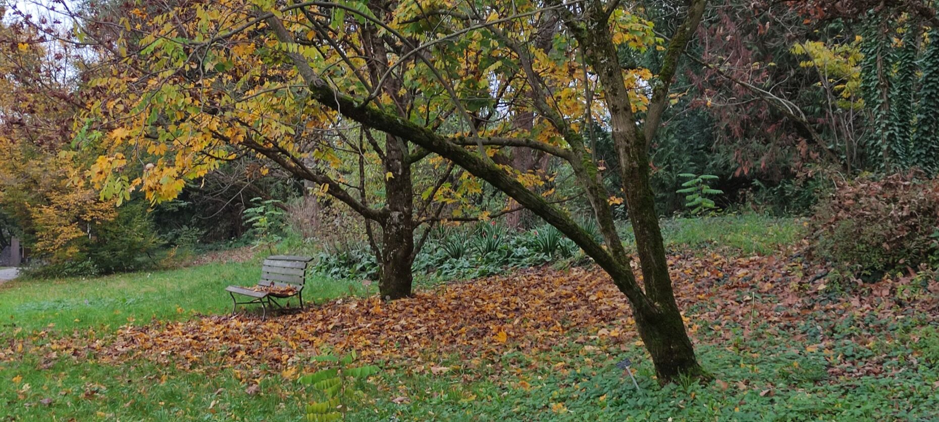 Jardín Botánico Alpino de Meyrin